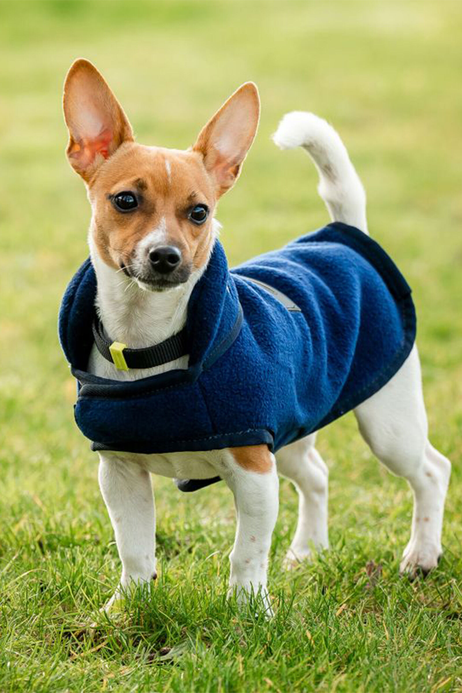 Polaire pour chien top