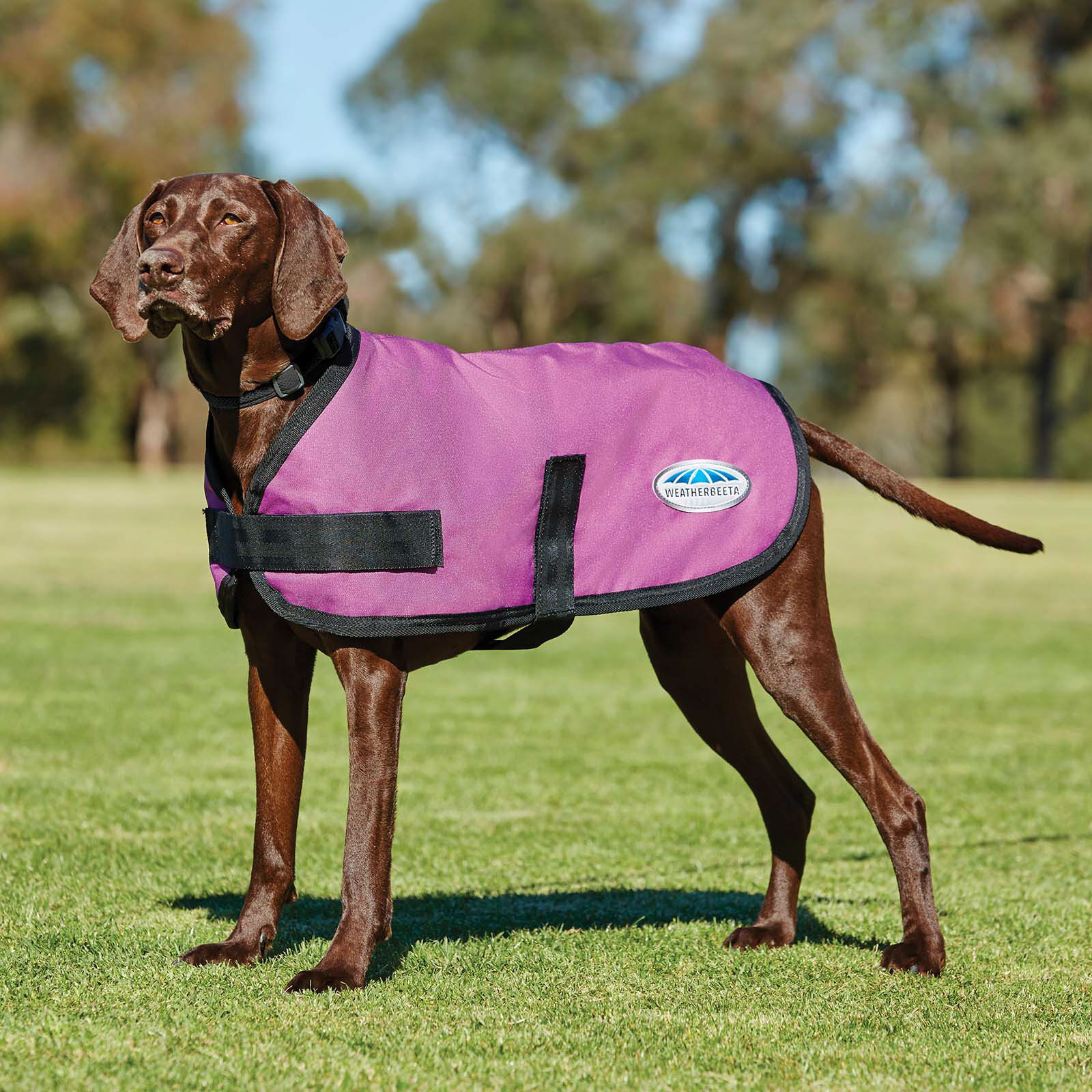 Manteau chien weatherbeeta outlet