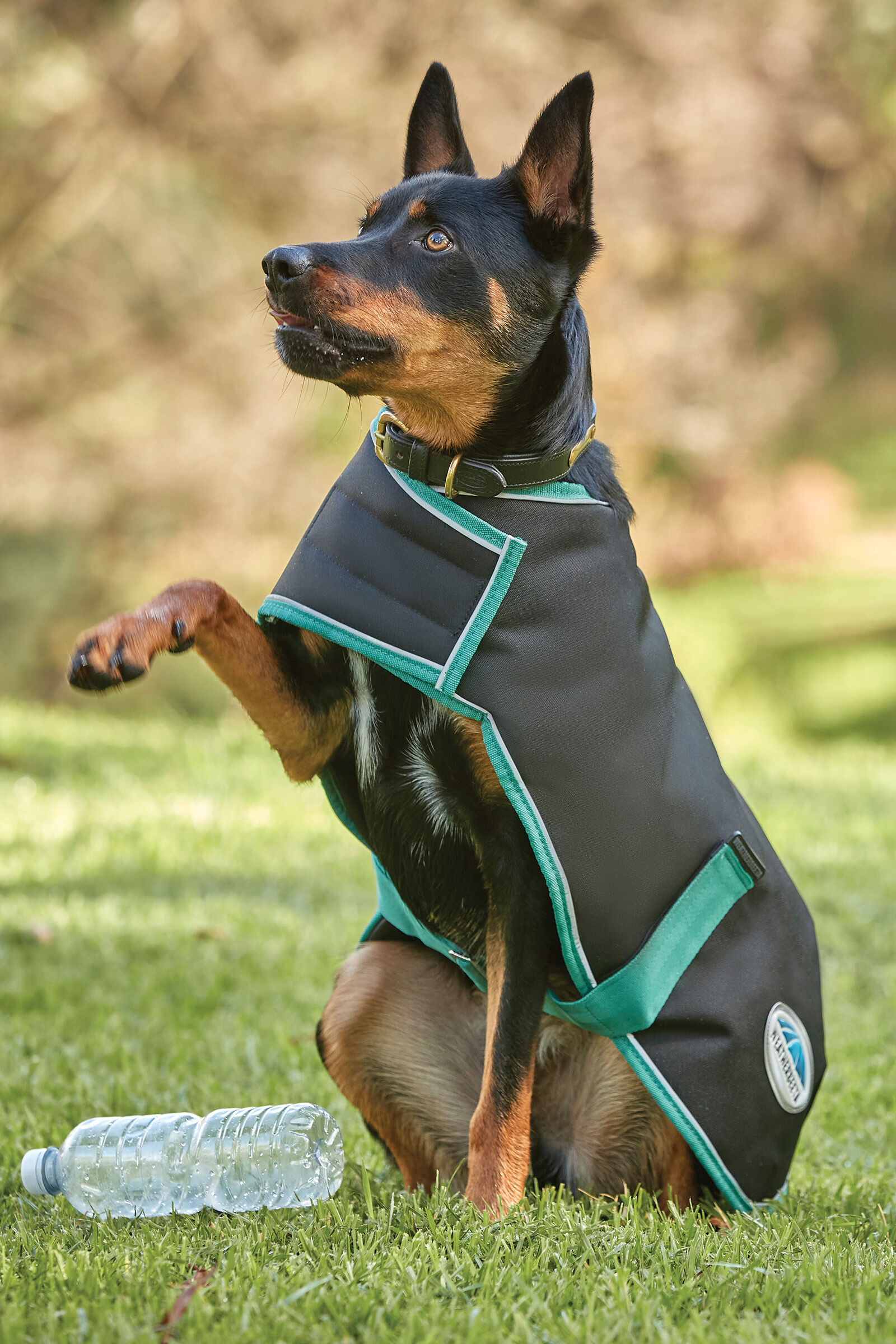 Commander Manteaux et v tements pour chien horze