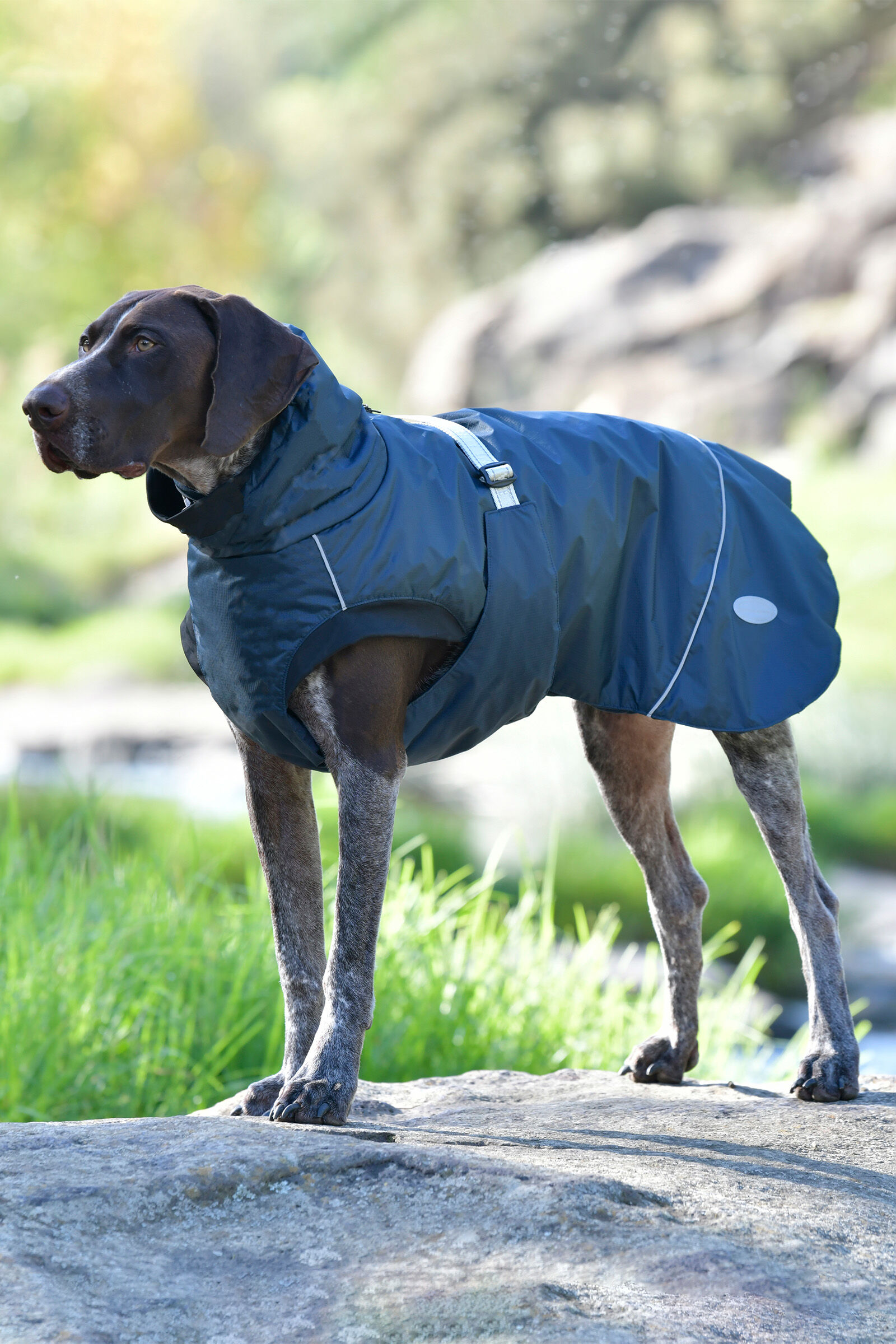Manteau chien weatherbeeta online