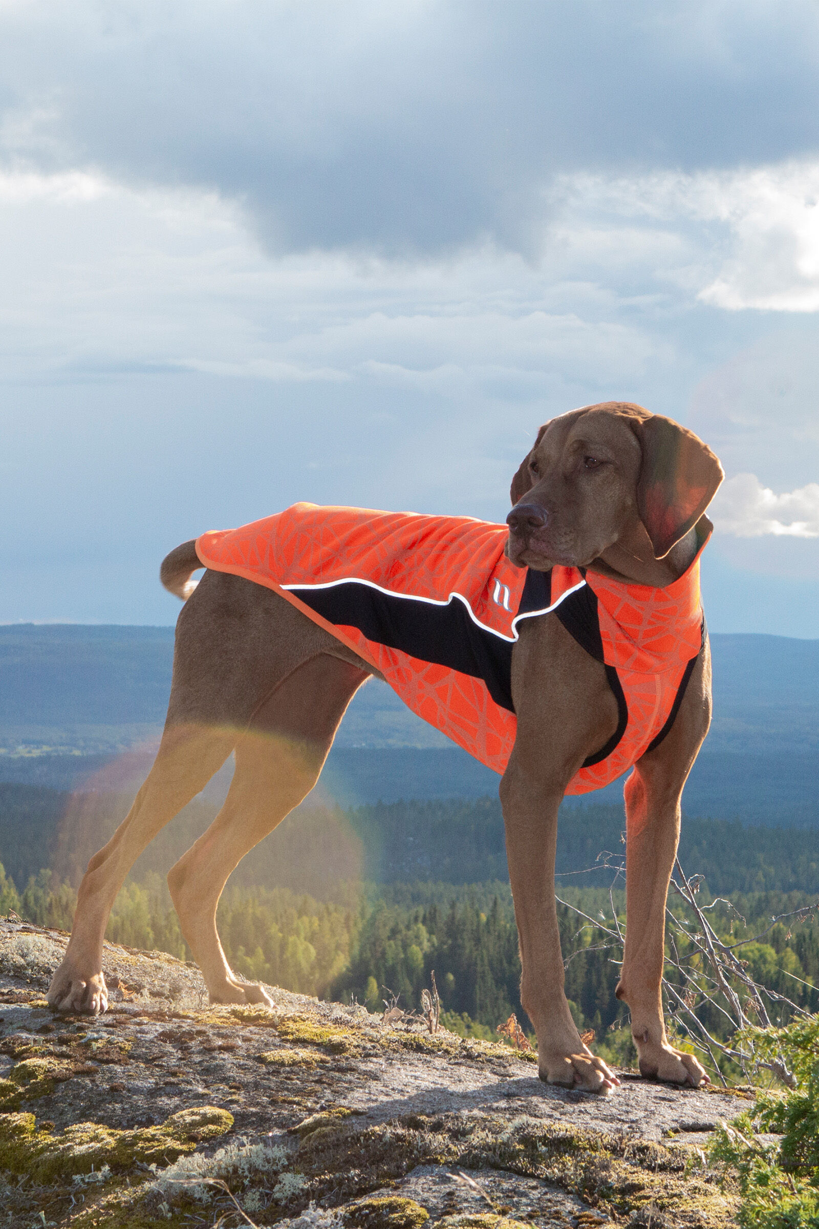 Manteau grand chien 80 cm store