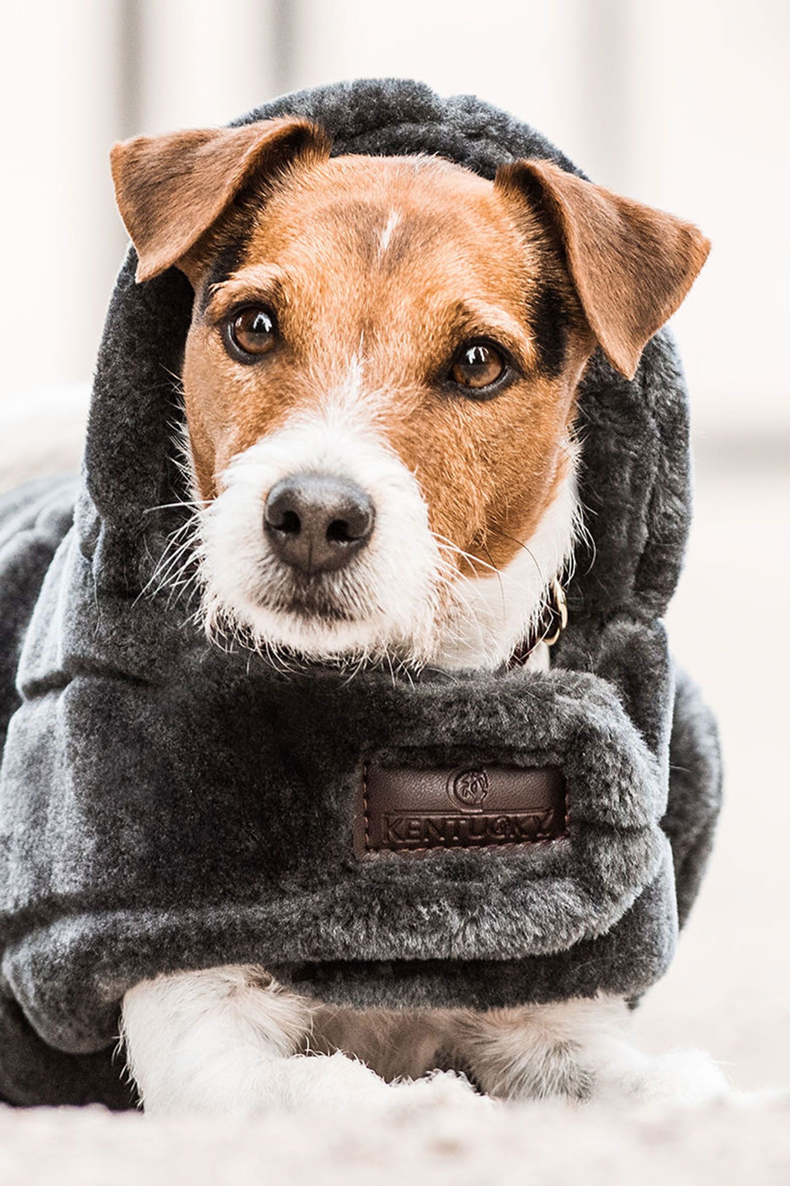 Faux shearling dog coat sale