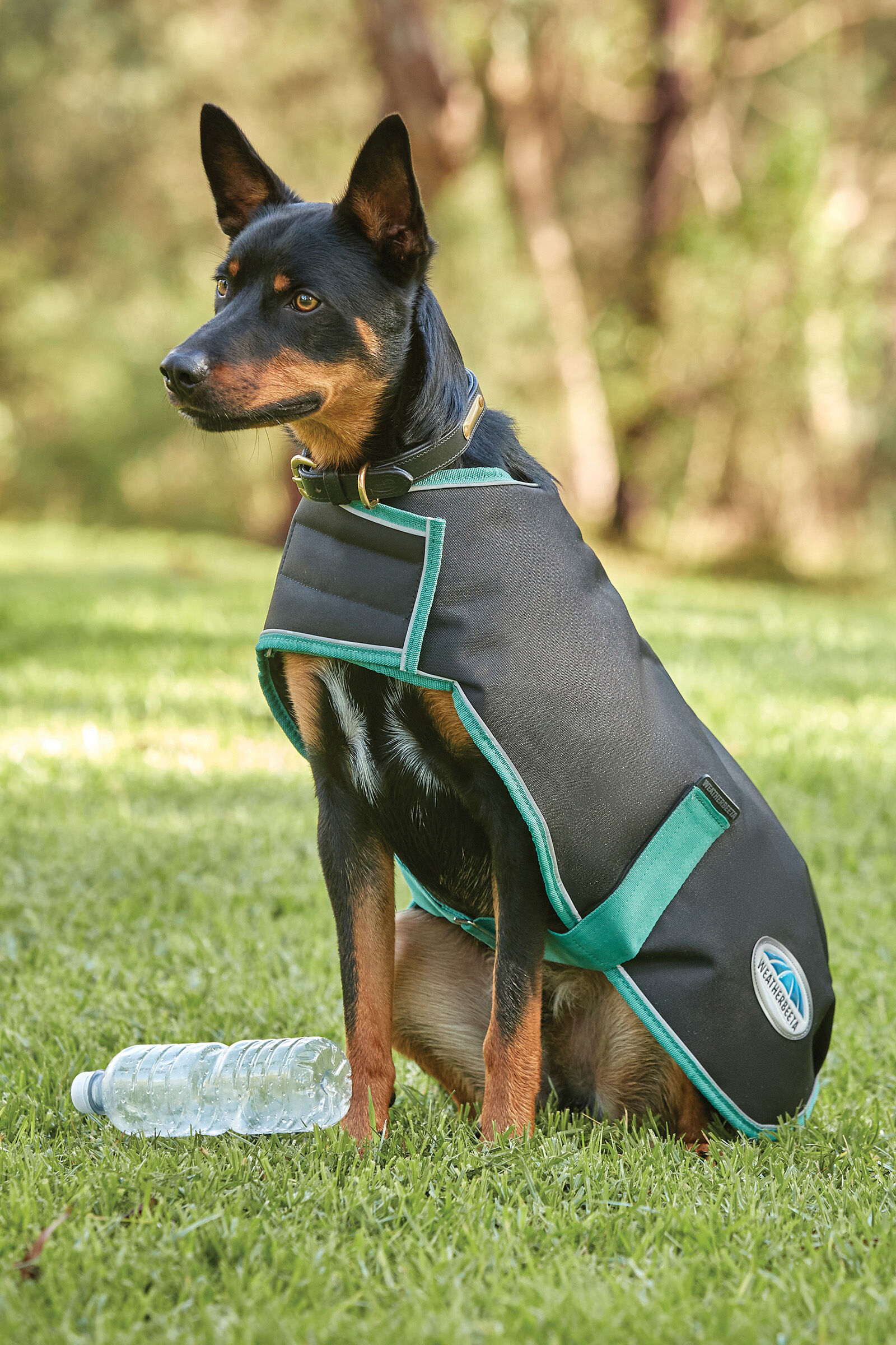 Manteau chien hotsell weatherbeeta