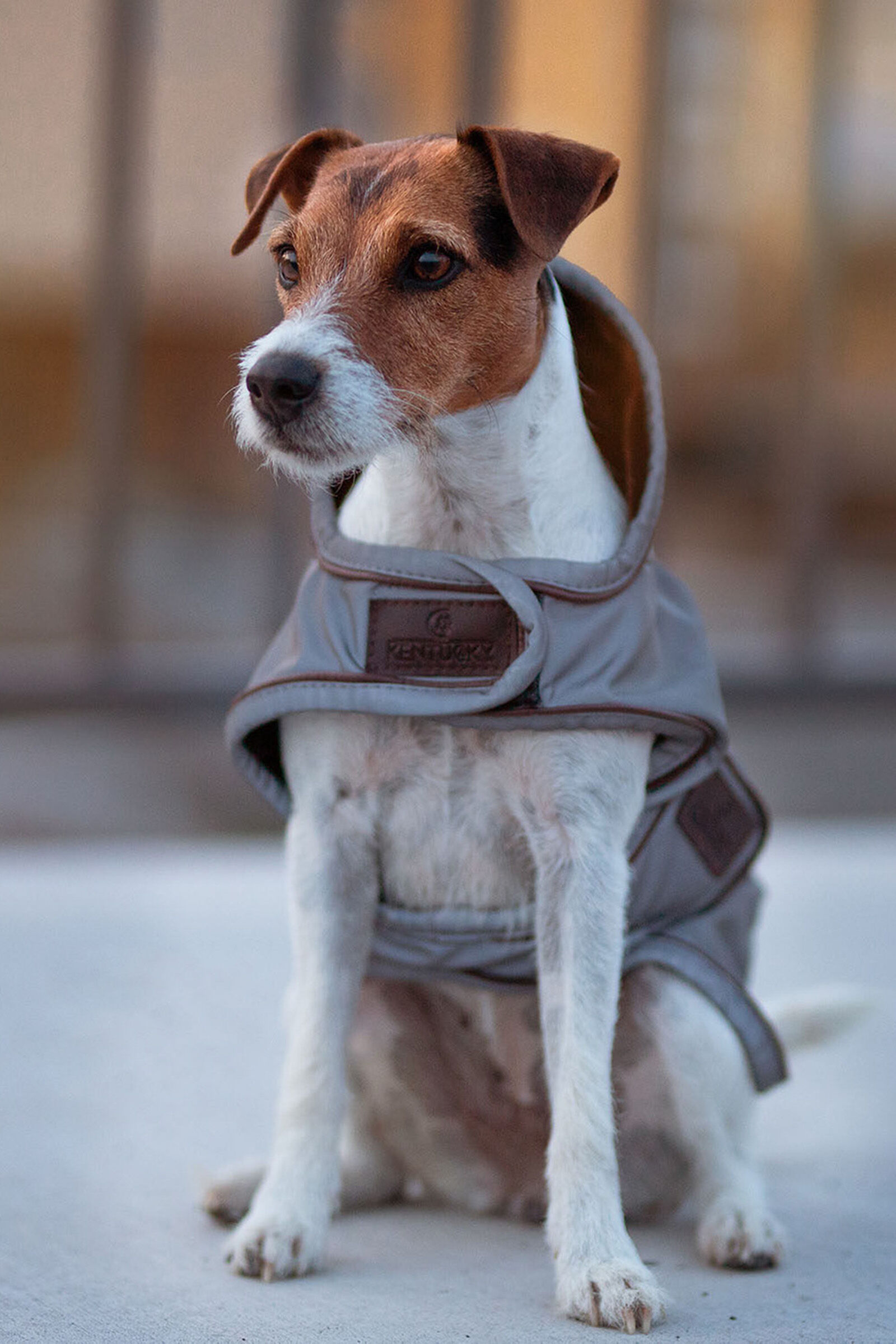 Manteaux chien 2025