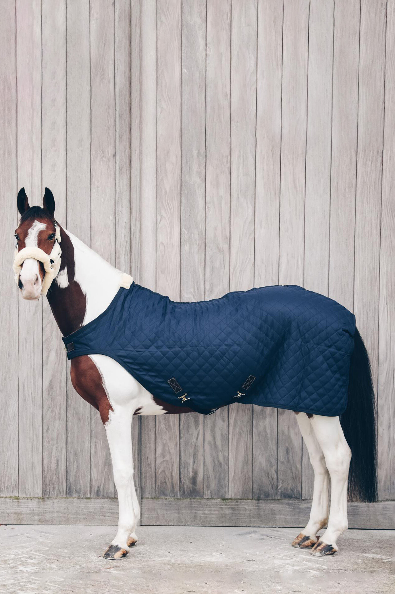 Marcheur chevaux belgique new arrivals