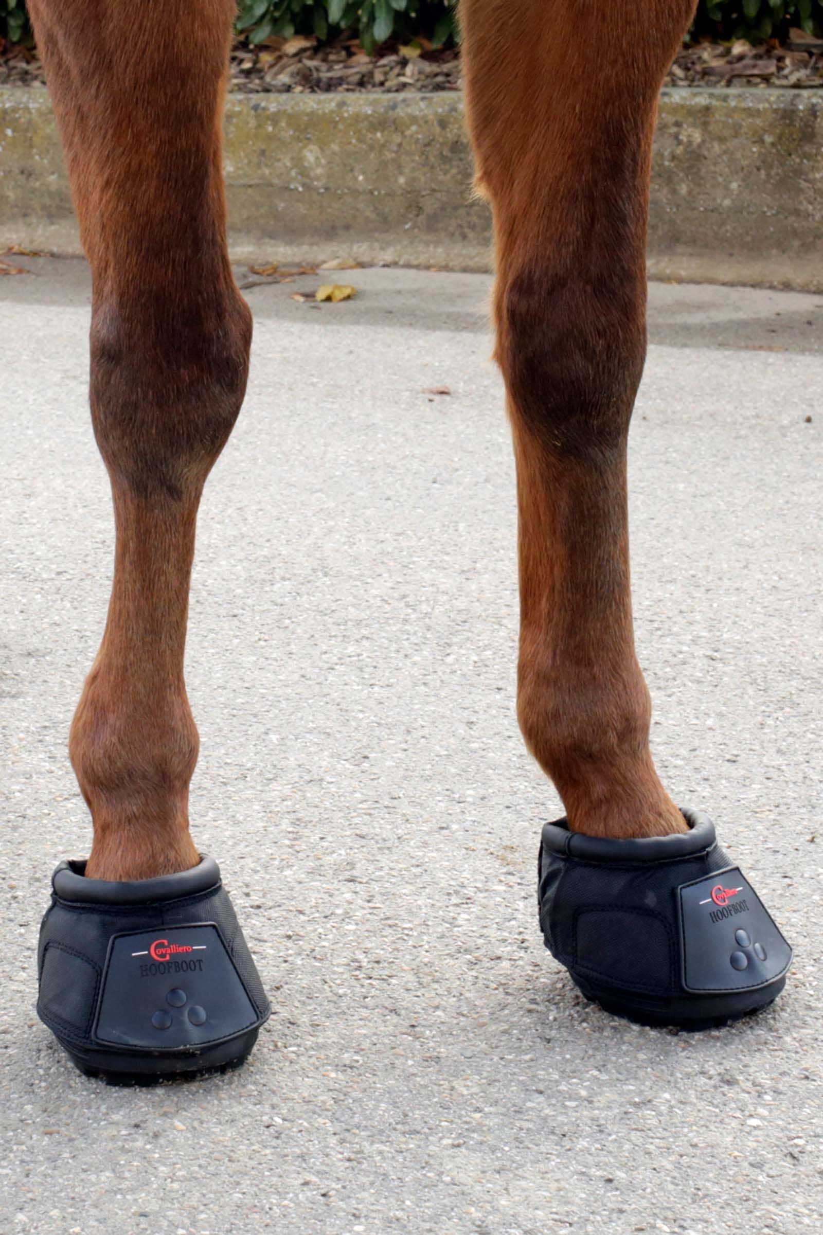 Boots pour cheval clearance