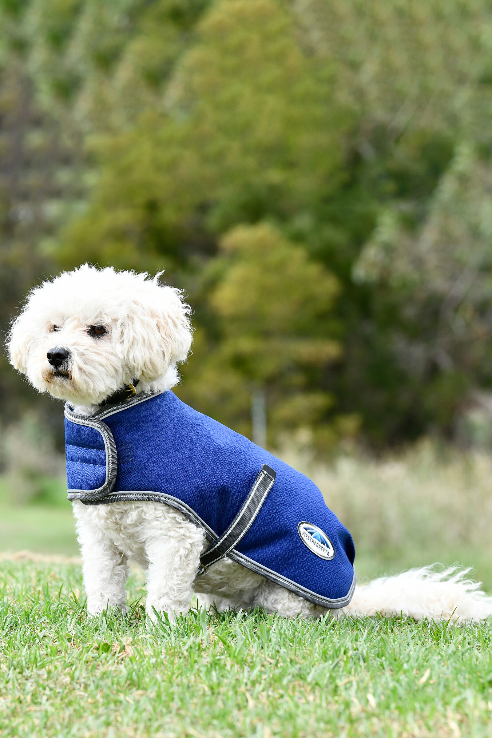 Manteau deals chien weatherbeeta