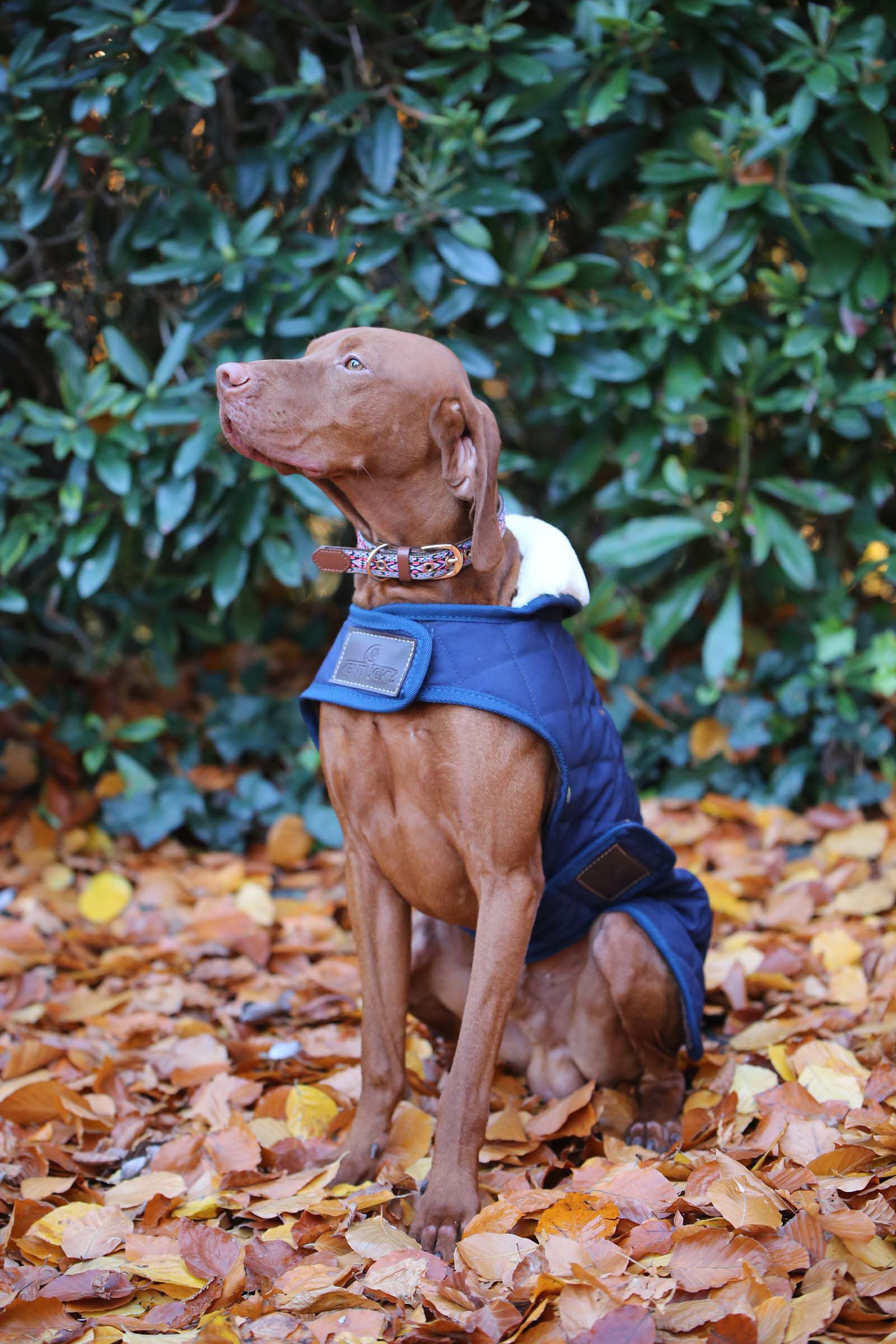 Manteau pour chien kentucky clearance