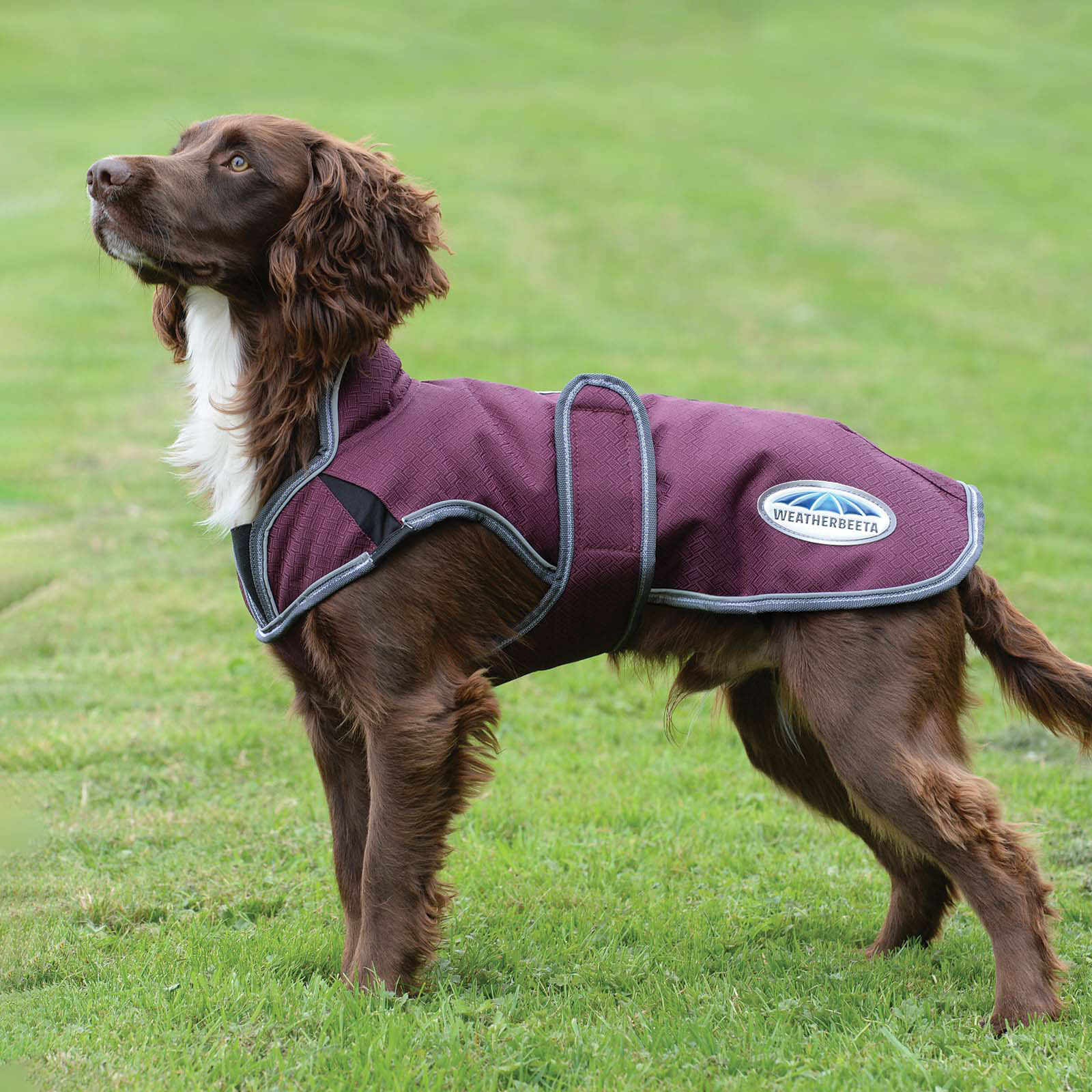 Parka pour chien sale