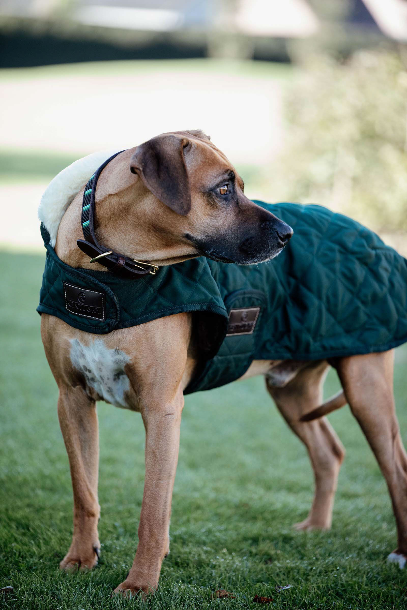 Commandez en ligne Manteau pour chien Kentucky Dogwear horze