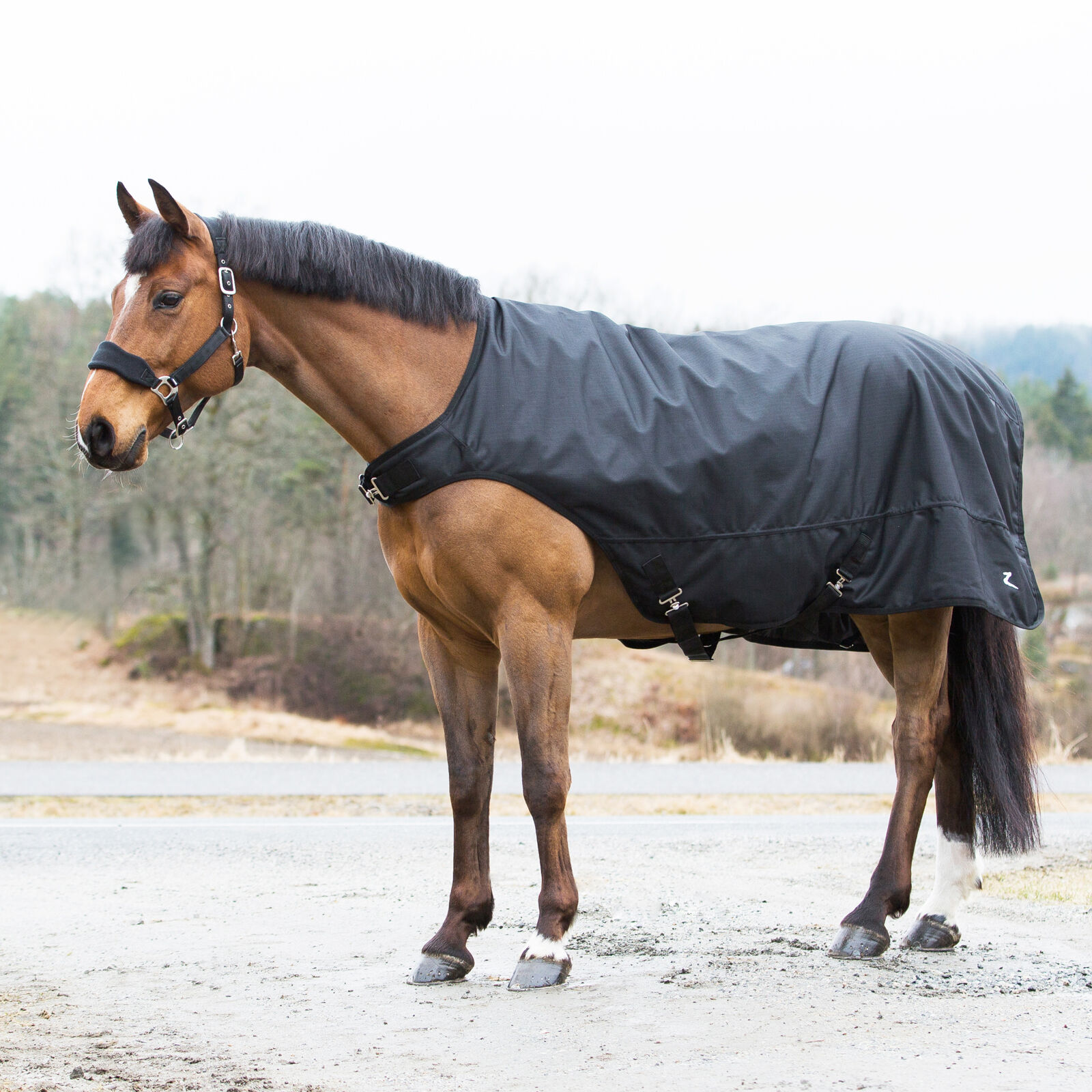 Marcheur chevaux belgique clearance