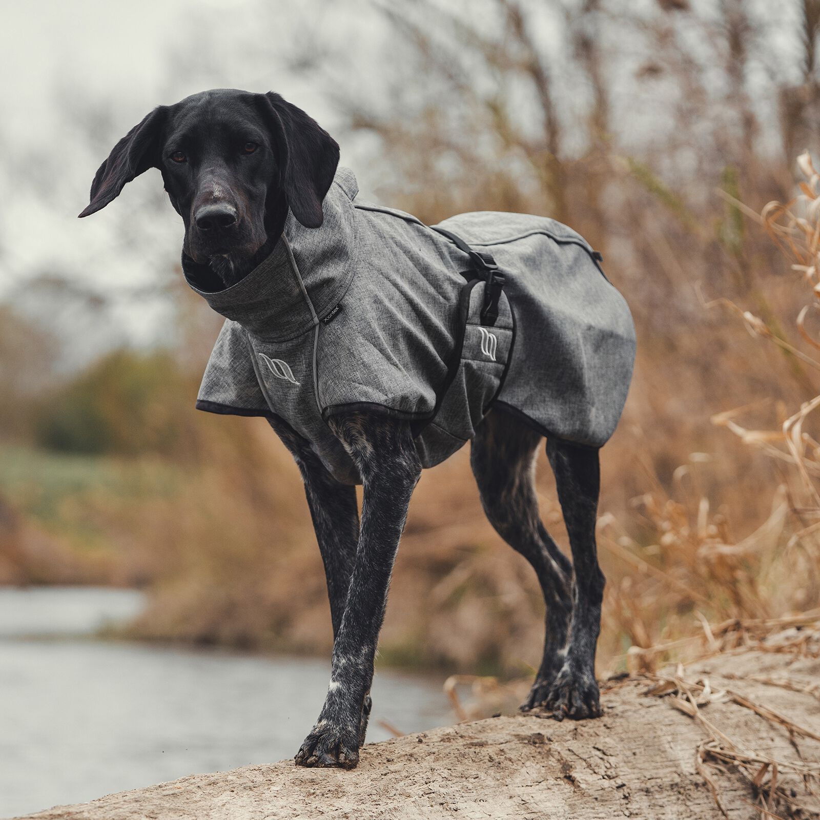 Manteau chien sale back on track