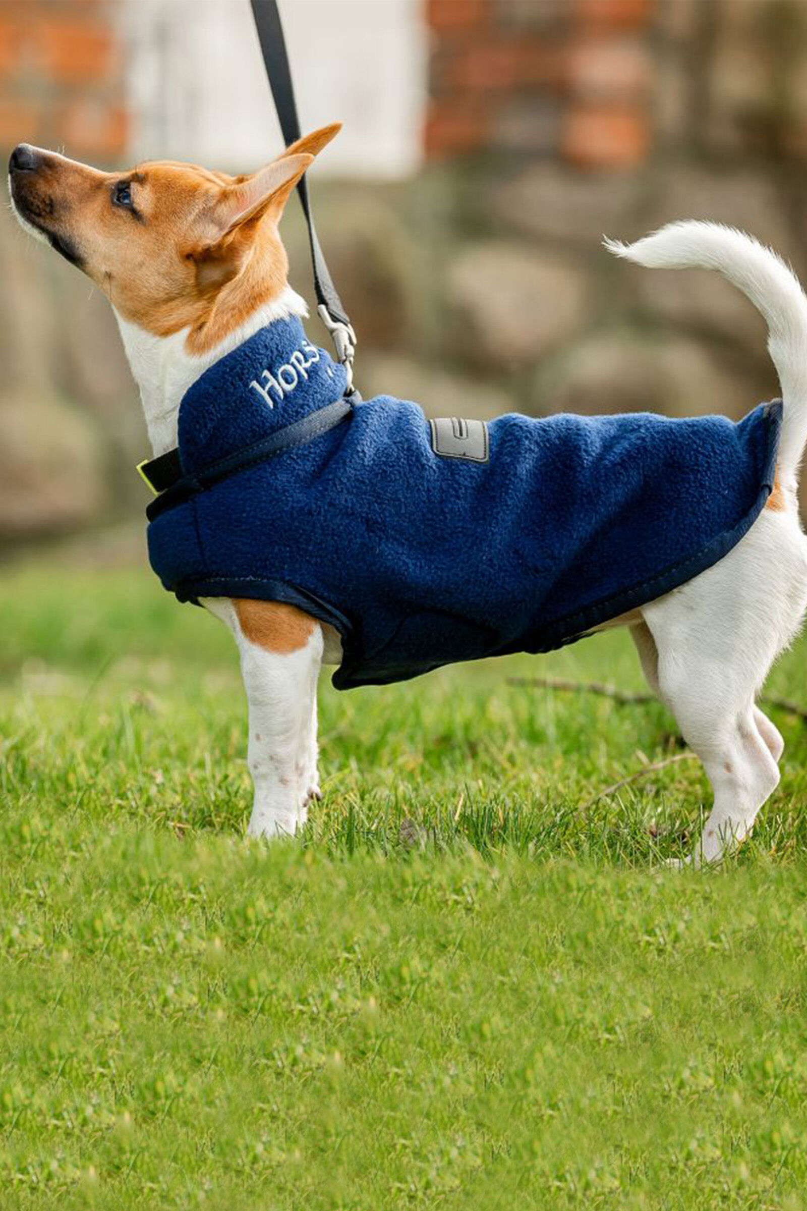 Couverture polaire chien hotsell