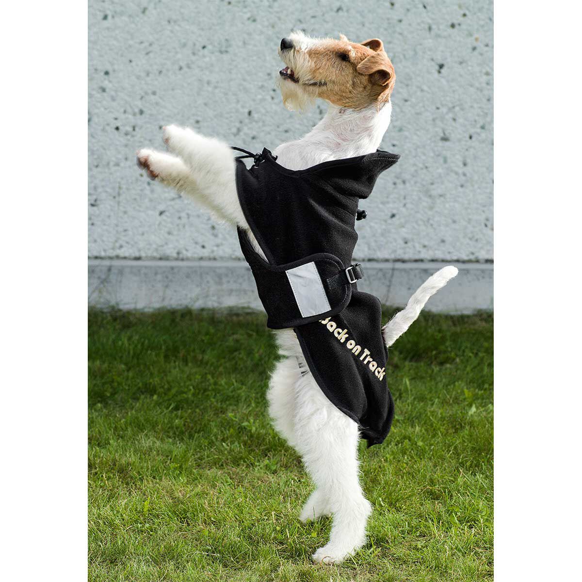 Couverture polaire chien best sale