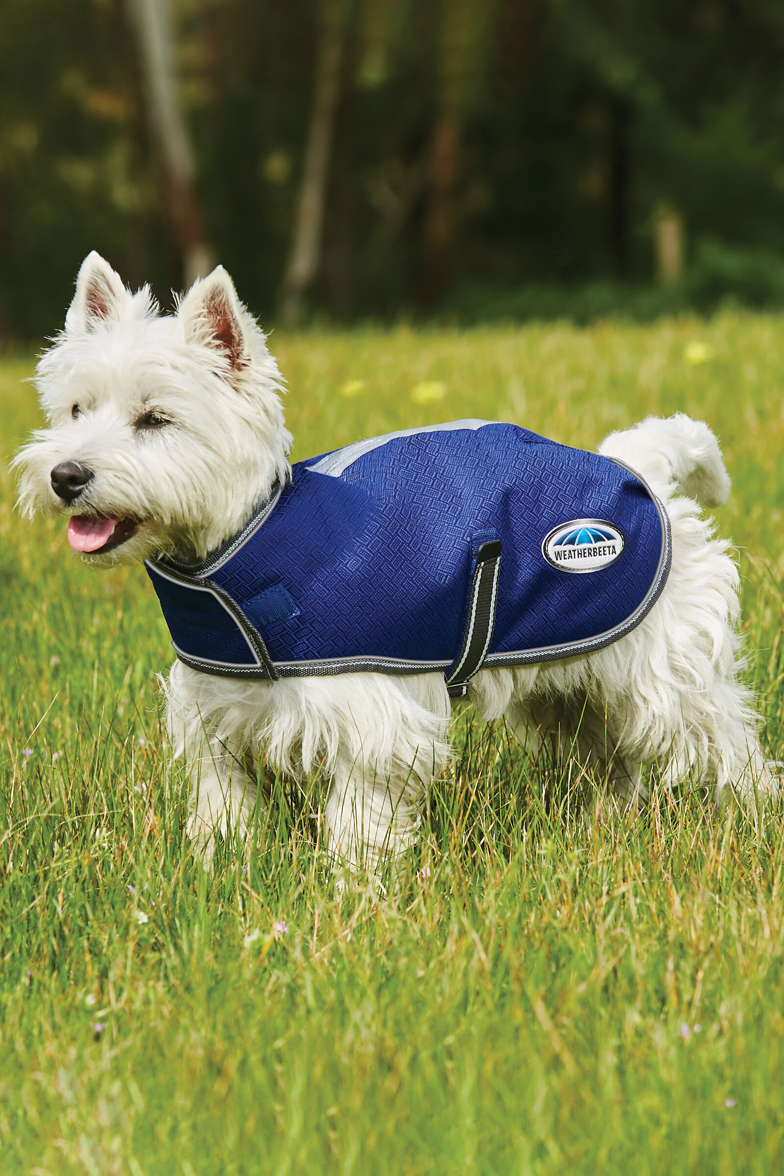 Parka shop pour chien