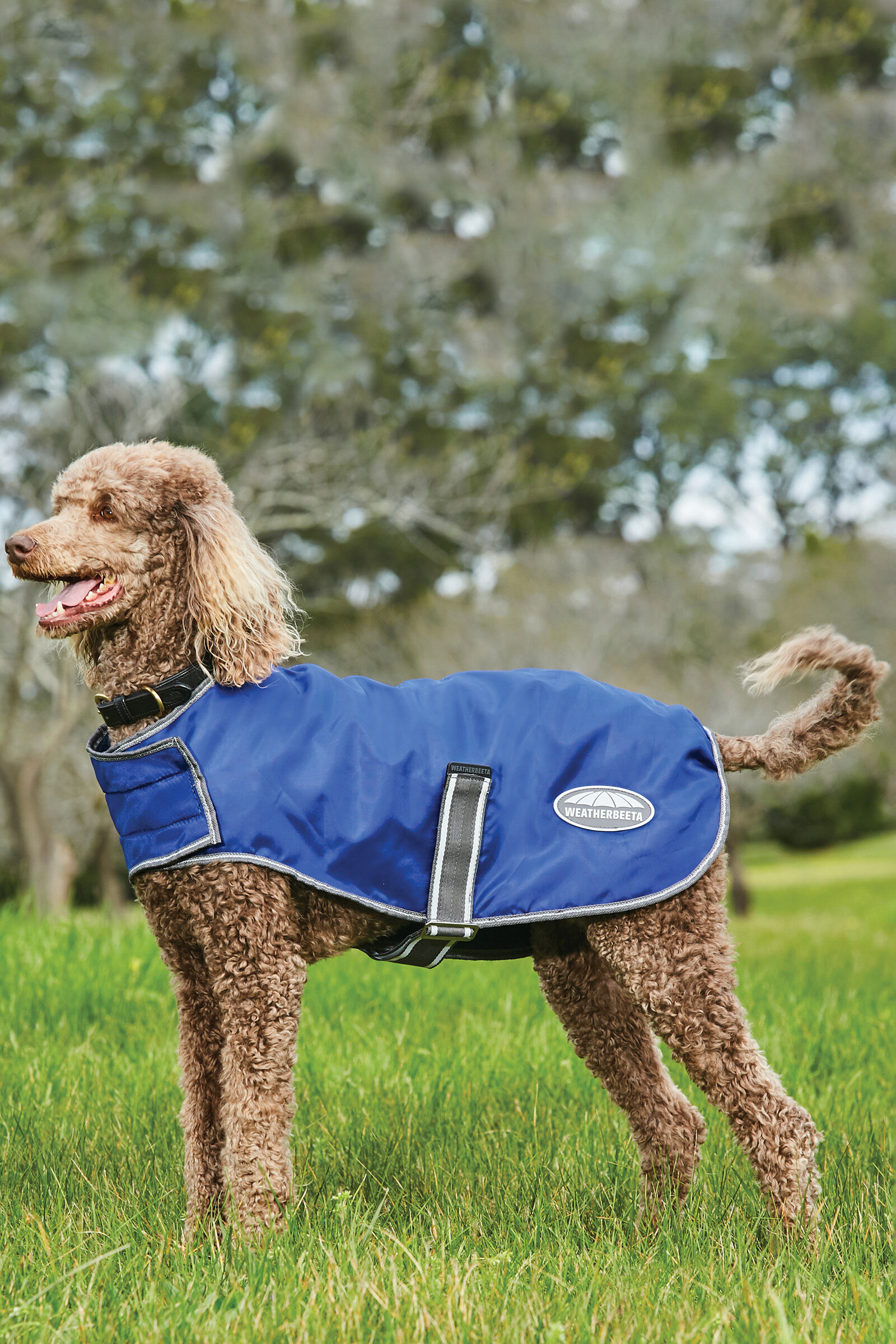 Manteau chien weatherbeeta cheap